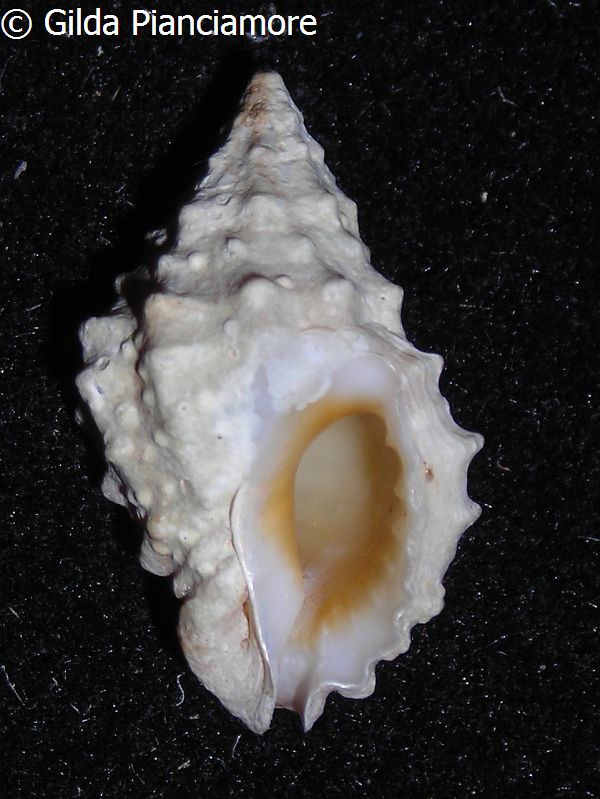 no photo for this shell